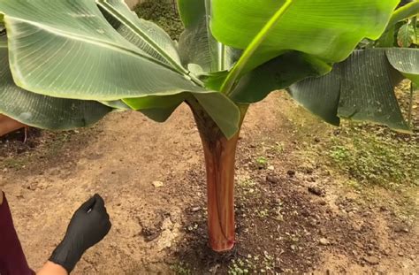 Banana Tree Indoor: Care and Propagation Tips - FlowersProfy