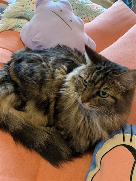 “Abnormally Sleepy Lady” on Twitter: "@urwaifuneptune Ur fave https://t