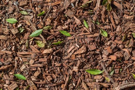 Sustainable Scapes: Enhancing Your Florida Community with Mulch