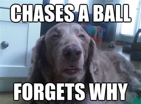 Funny Dog Memes | Fun