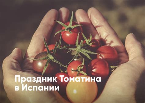 Томатина (исп. La Tomatina) — знаменитый испанский фестиваль, известный ...