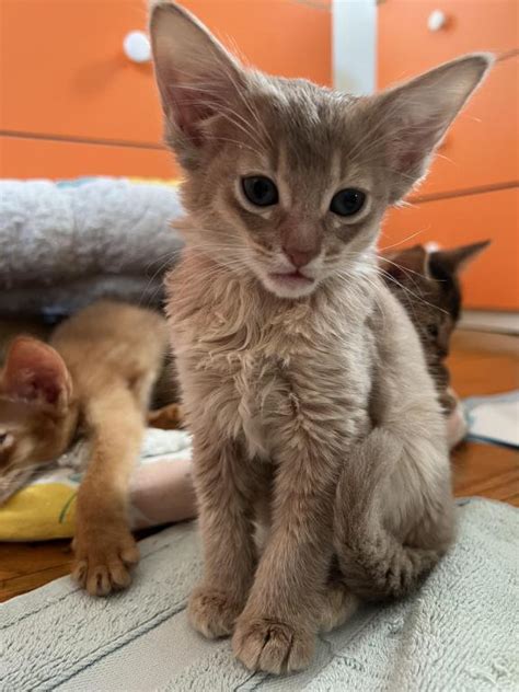 Toby - Male Somali Cat For Sale in New York, United States | Profile ID ...