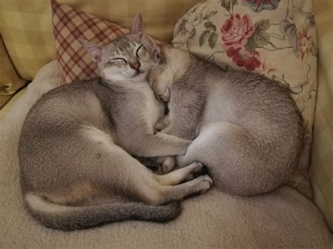 Singapura Katzen Tiny Lions Cat, Kitten, Singapura Cat,Breed, - Startseite