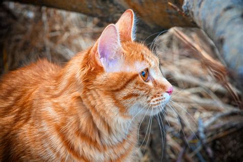 orange cat breeds top  orange tabby cat breeds forhairstyles