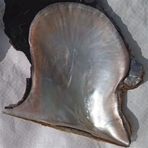 black outer mother  pearl sea shells mop shell natural seashell