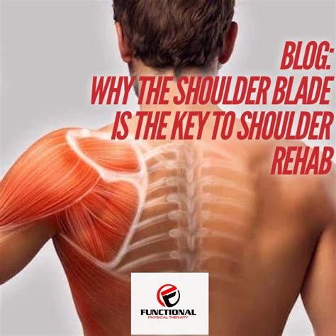 shoulder blade   key  shoulder rehab
