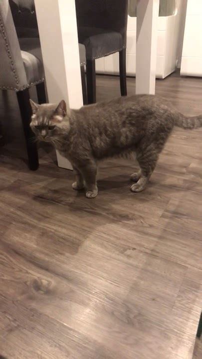 Уставший парень 🐾🐈‍⬛ ️ #cat - YouTube