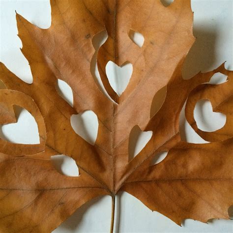 leaf cutting colourful minds