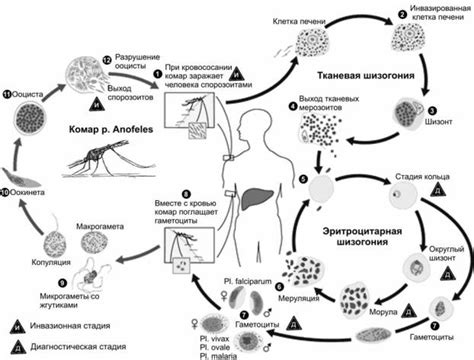 Малярийный плазмодий.malaria