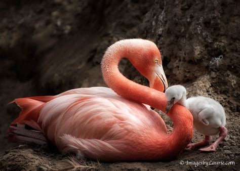 color  female flamingos  george tuggle blog