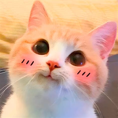 cat stickers  whatsapp apps  google play