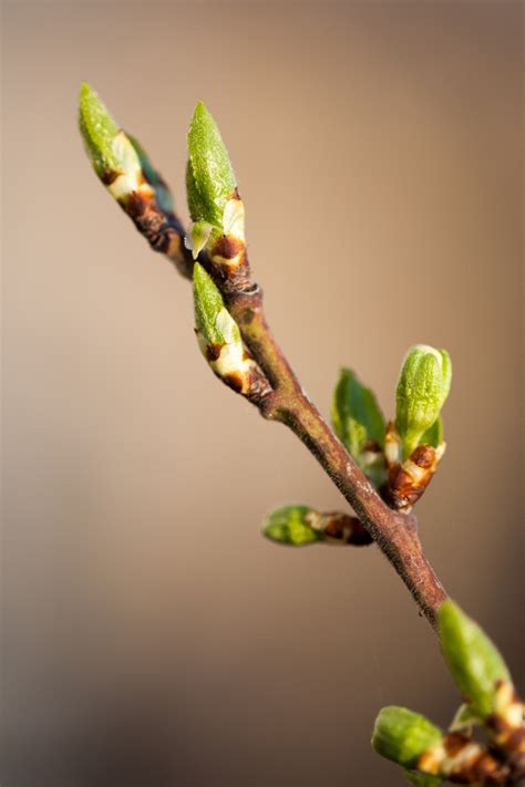 tree bud opening  harold spence blog