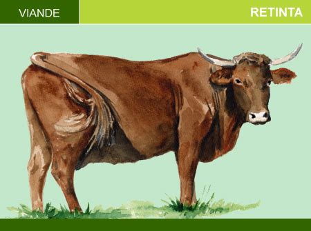 O Que Significa Retinta - Retinta | Animal & Elevage | La-viande.fr