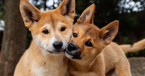 Cute Dingo Puppies