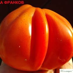 Томат Красная груша франков: описание сорта, отзывы, фото | tomatland.ru