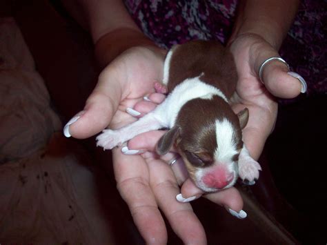Beagle pups just born - Small Game, Upland Bird, and Waterfowl Hunting