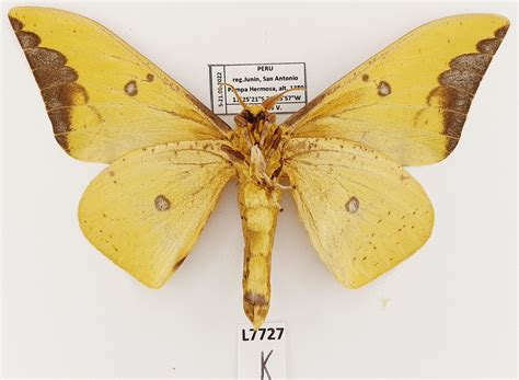Saturniidae, Eacles imperialis cacicus, male, A1-, Peru - Planeta de