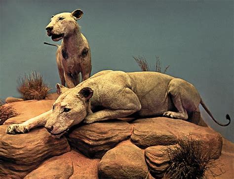 Sombra E Escuridão Museu - inkomix: Os Leões de Tsavo: A Sombra e a Escuridão