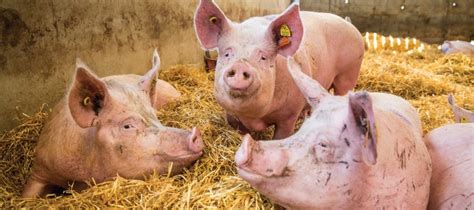 domains model  freedoms  animal welfare  shift
