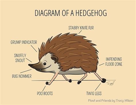 diagram   hedgehog  floof  friends  tracy wilson redbubble