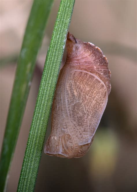 Little Wood-Satyr - Alabama Butterfly Atlas