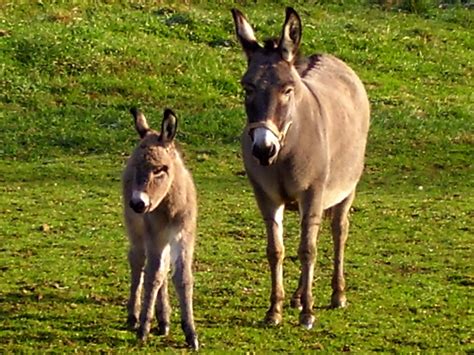 beachy photography  colt