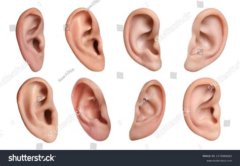 Human Ear Anatomy Photos and Images | Shutterstock