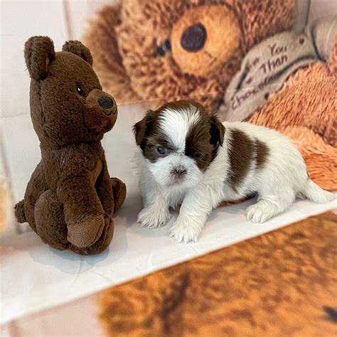 Second Hand Smoke Dangers | Arizona Sunrise Shih Tzus & Poos