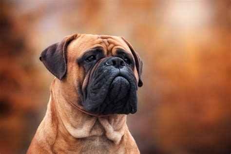 bullmastiff dog breed information characteristics