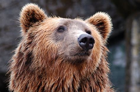 This is what to do when you see a bear - Cottage Life