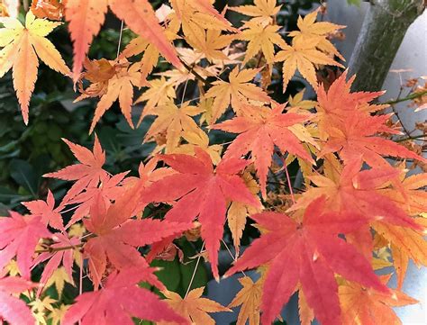 sacramento digs gardening learn   japanese maples