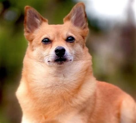 18 Shiba Inu Mix Breeds – The Popular and Adorable Hybrid Dogs - PetPress