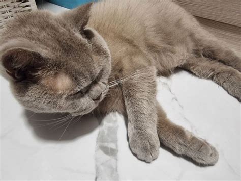 Что делать, если кошка лазит по столам и выпрашивает еду: 3 способа ...