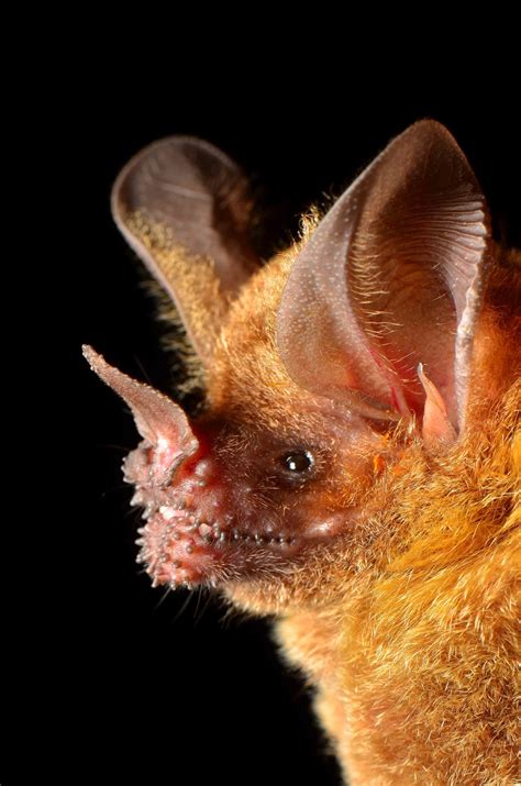 bats matter bat week