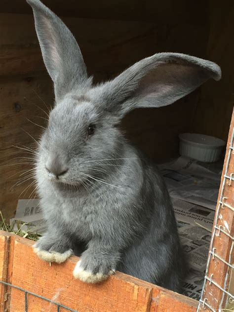 giant rabbit pets 8