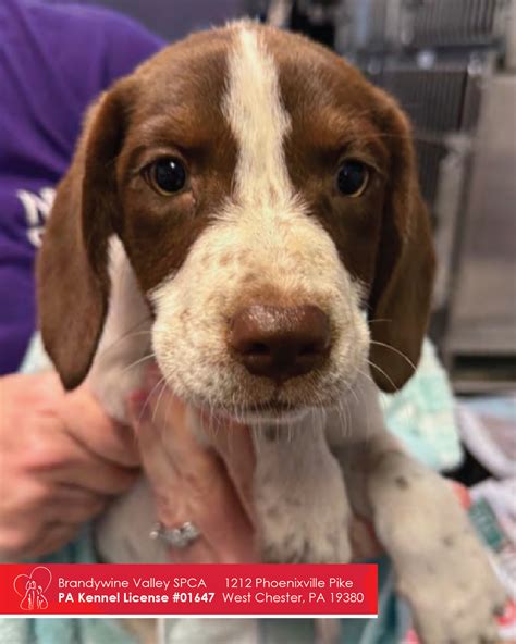 brandywine valley spca animal health center malvern 5