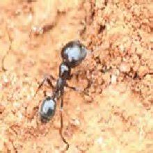 species  momomorium ants   indicum