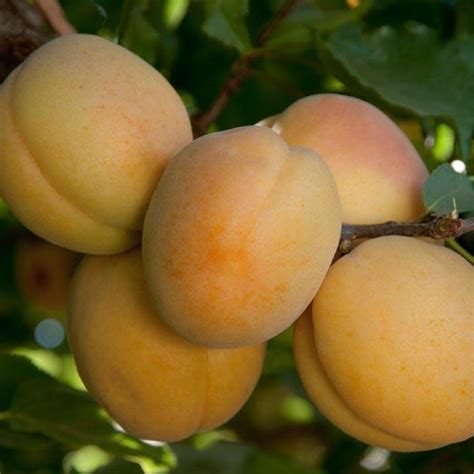 Aprium Tree | Aprium Trees for Sale & Grow Your Own Aprium Fruit – Grow