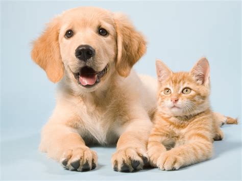 Tuesday is National Love Your Pet Day - Hub City Radio