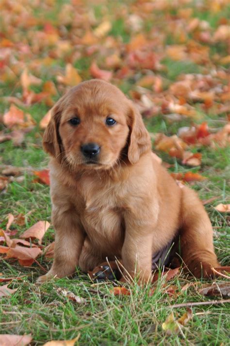 Irish Setter Golden Retriever Puppy
