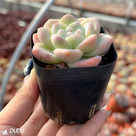 Echeveria Ice green – China Wholesale Succulent Plants Factory Amazing