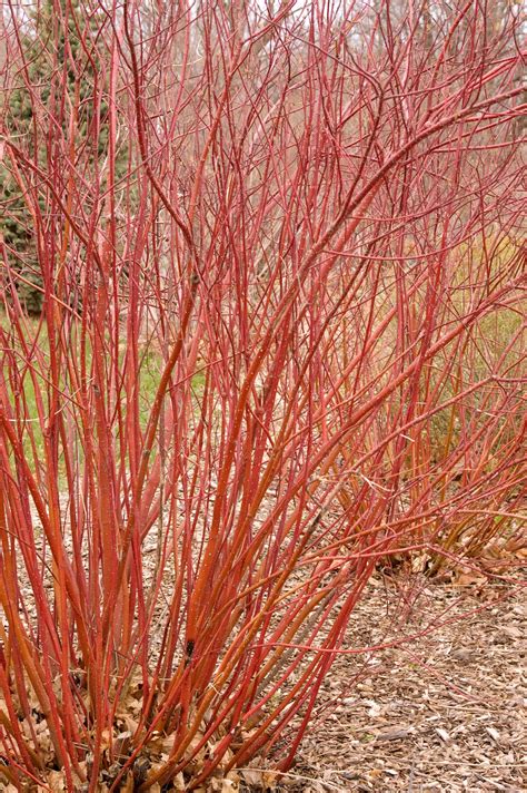 Dogwood, Bailey's Redtwig - TheTreeFarm.com