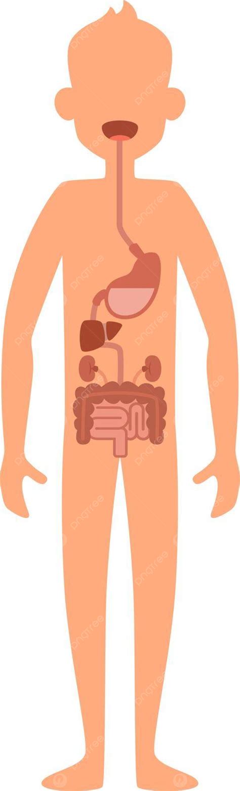 Digestive Organs Medical Diagram Clip Art Free Vector