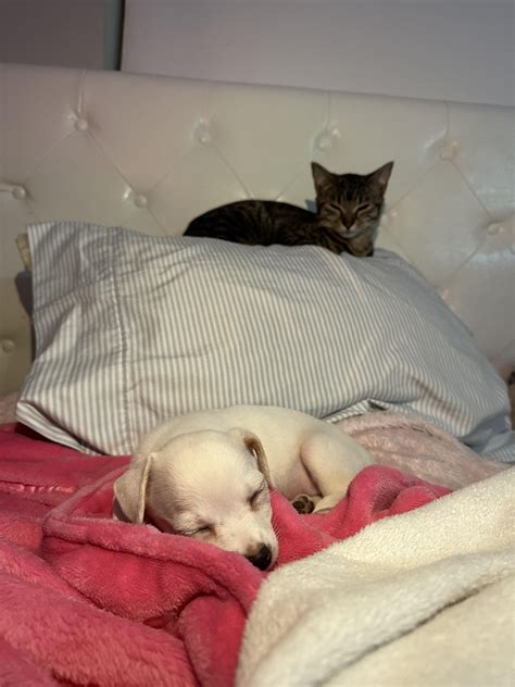 Best friends in the making :) : r/Chihuahua