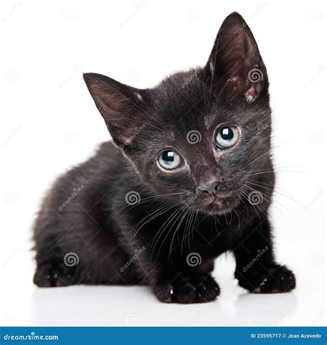 Black kitten stock image. Image of kitty, small, cute - 23595717