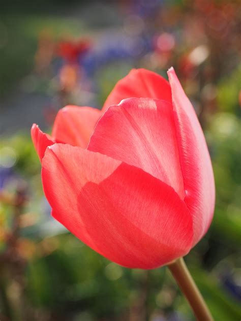 Tulpe Rot Blume Rote - Kostenloses Foto auf Pixabay - Pixabay