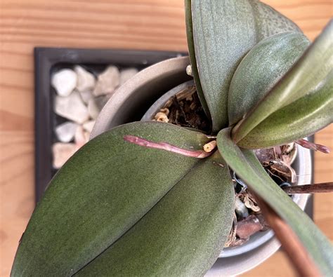 Pebble tray for plants vs plant mister: Which is better? | Homes and