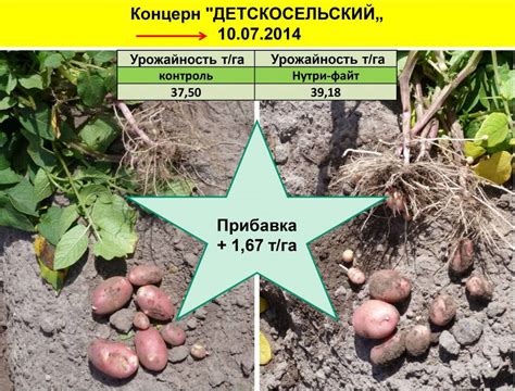 Внекорневая подкормка картофеля во время цветения и в период вегетации