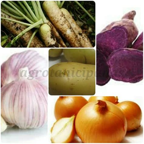 macam macam  contoh  tanaman umbi agrotani cipanas
