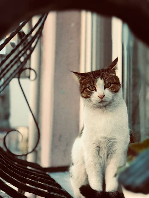 Photo of a white and brown tabby cat · Free Stock Photo